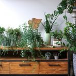 Indoor Plants