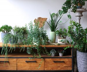 Indoor Plants